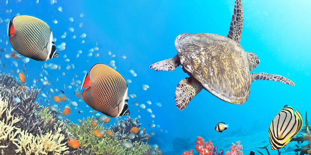 2803, Sea Turtle Ocean Sanctuary, Panoramic