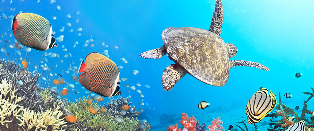 2803, Sea Turtle Ocean Sanctuary, Panoramic