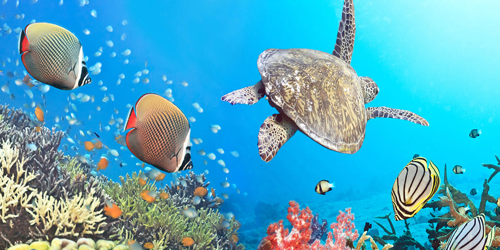 2803, Sea Turtle Ocean Sanctuary, Panoramic