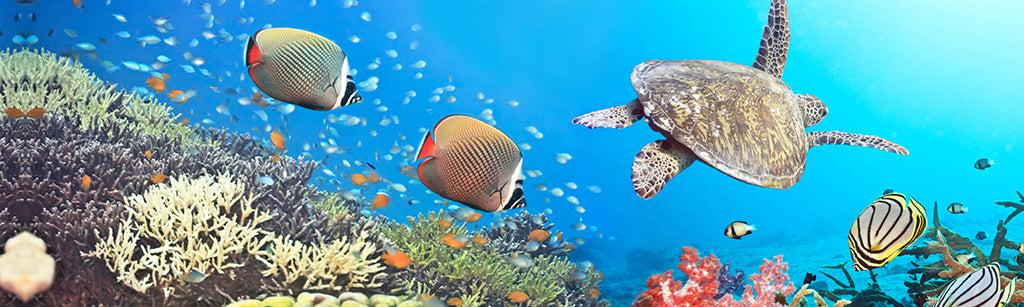 2803, Sea Turtle Ocean Sanctuary, Panoramic