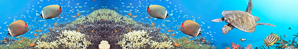 2803, Sea Turtle Ocean Sanctuary, Panoramic