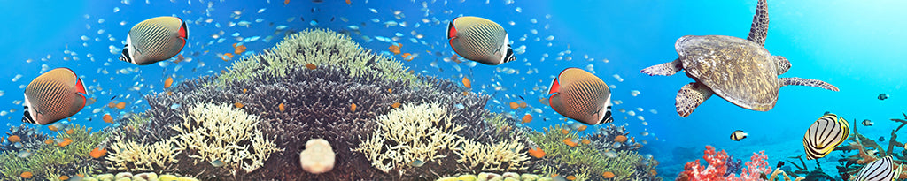 2803, Sea Turtle Ocean Sanctuary, Panoramic