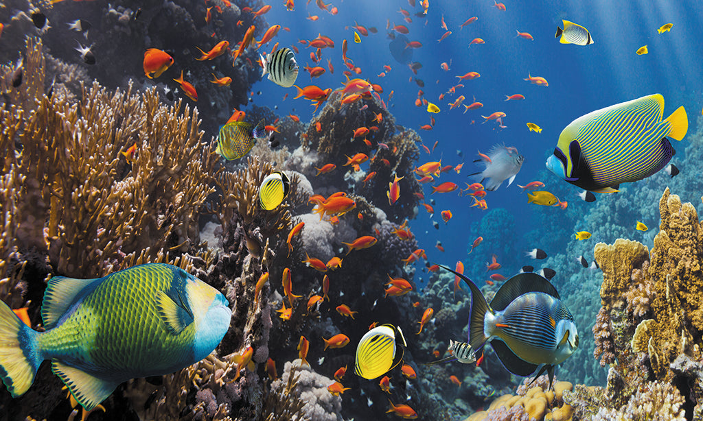 Undersea 3148