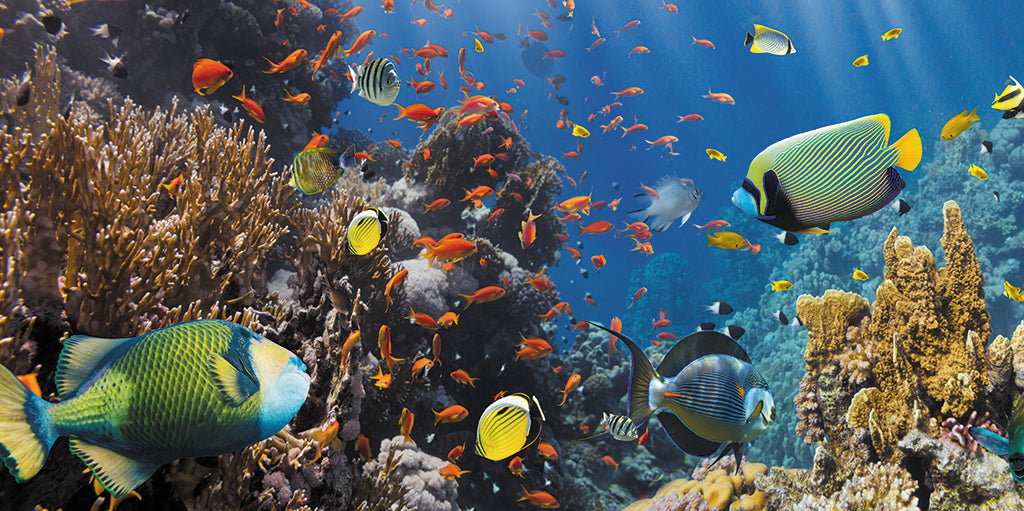 Undersea 3148
