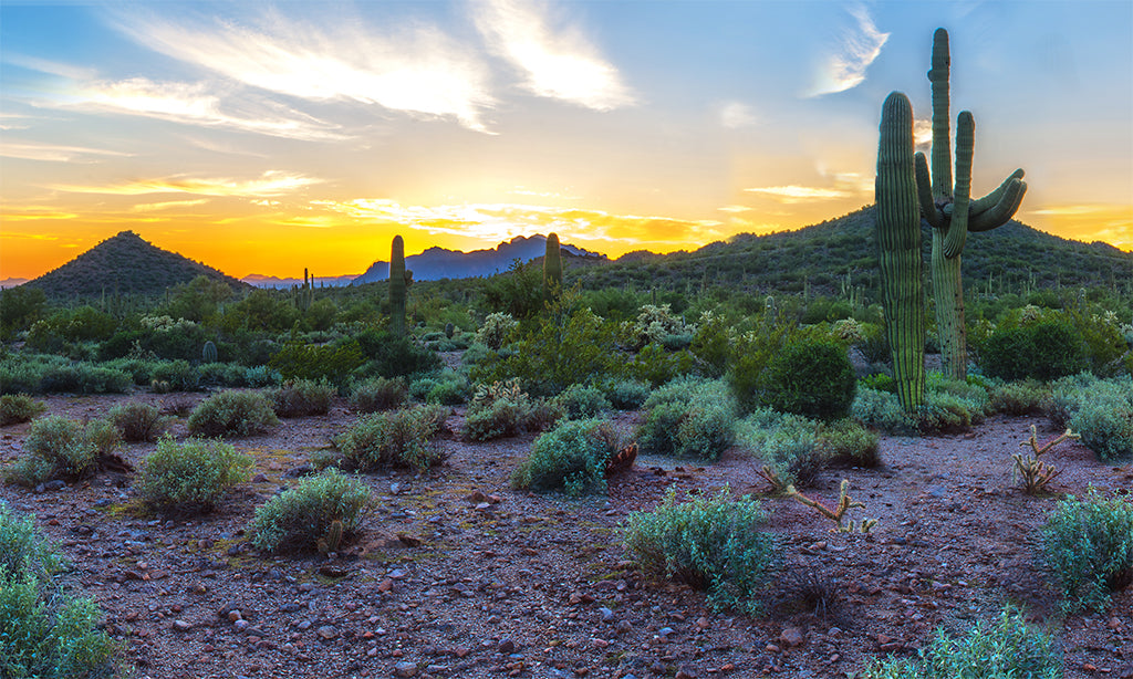 0013, Saguaro Sunrise Glow, Arizona, Panoramic