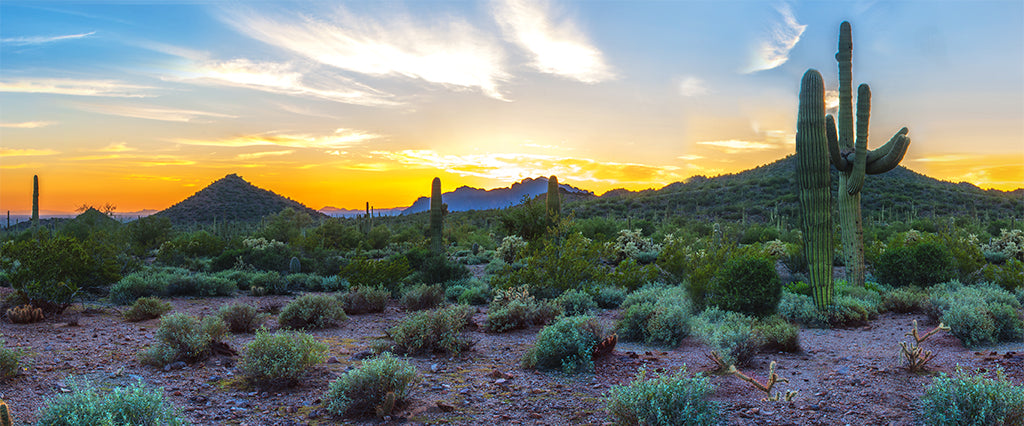 0013, Saguaro Sunrise Glow, Arizona, Panoramic