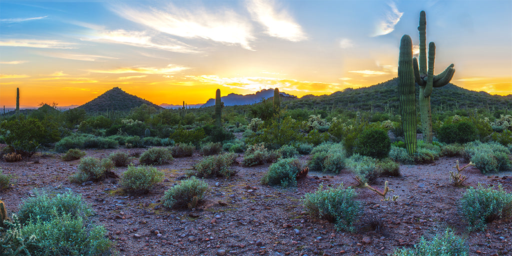 0013, Saguaro Sunrise Glow, Arizona, Panoramic