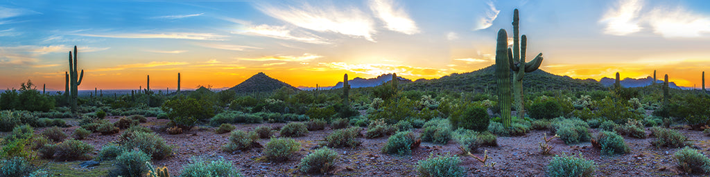 0013, Saguaro Sunrise Glow, Arizona, Panoramic