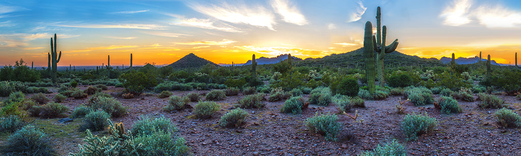 0013, Saguaro Sunrise Glow, Arizona, Panoramic