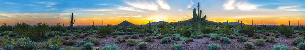 0013, Saguaro Sunrise Glow, Arizona, Panoramic