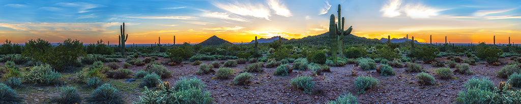 0013, Saguaro Sunrise Glow, Arizona, Panoramic