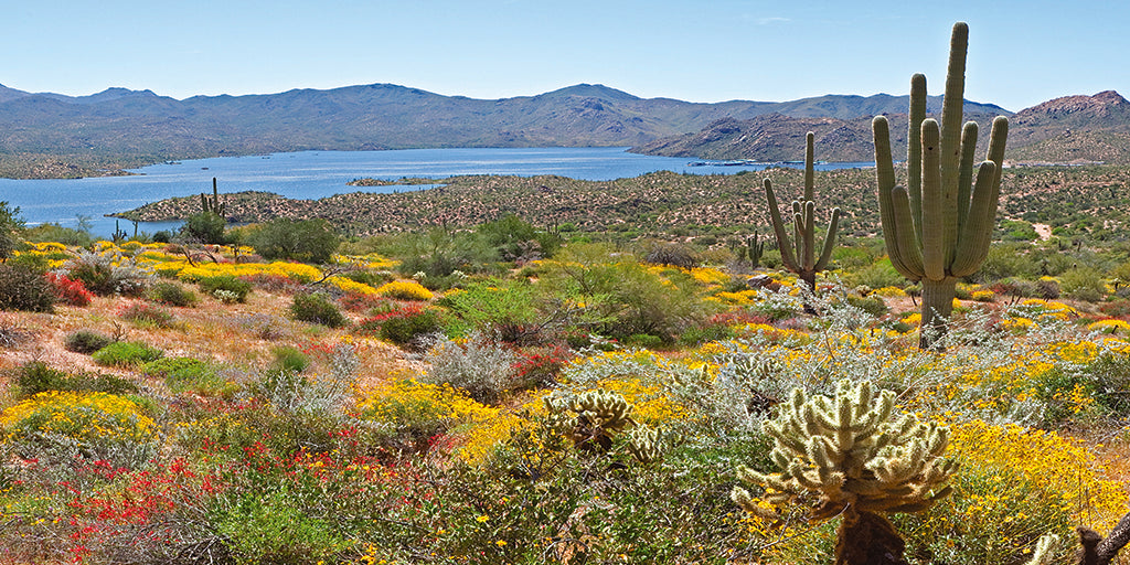 0014, Bartlett Lake Desert, Arizona, Panoramic