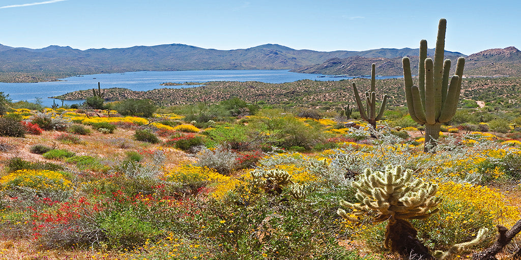 0014, Bartlett Lake Desert, Arizona, Panoramic