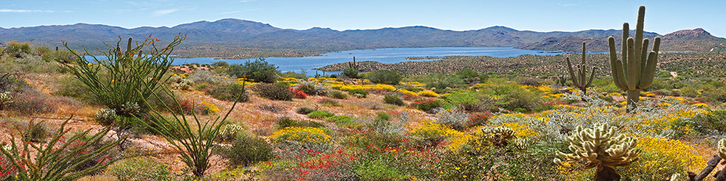 0014, Bartlett Lake Desert, Arizona, Panoramic
