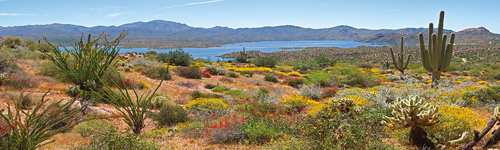 0014, Bartlett Lake Desert, Arizona, Panoramic