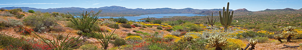 0014, Bartlett Lake Desert, Arizona, Panoramic