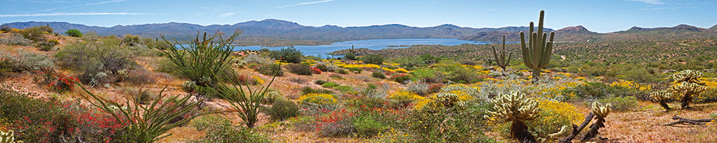 0014, Bartlett Lake Desert, Arizona, Panoramic
