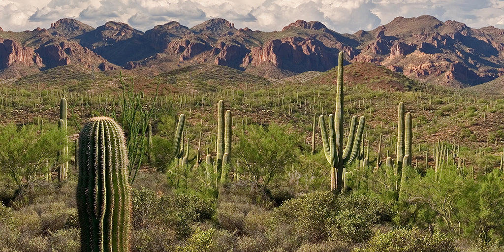 4906, Superstition Solitude, Arizona, Square
