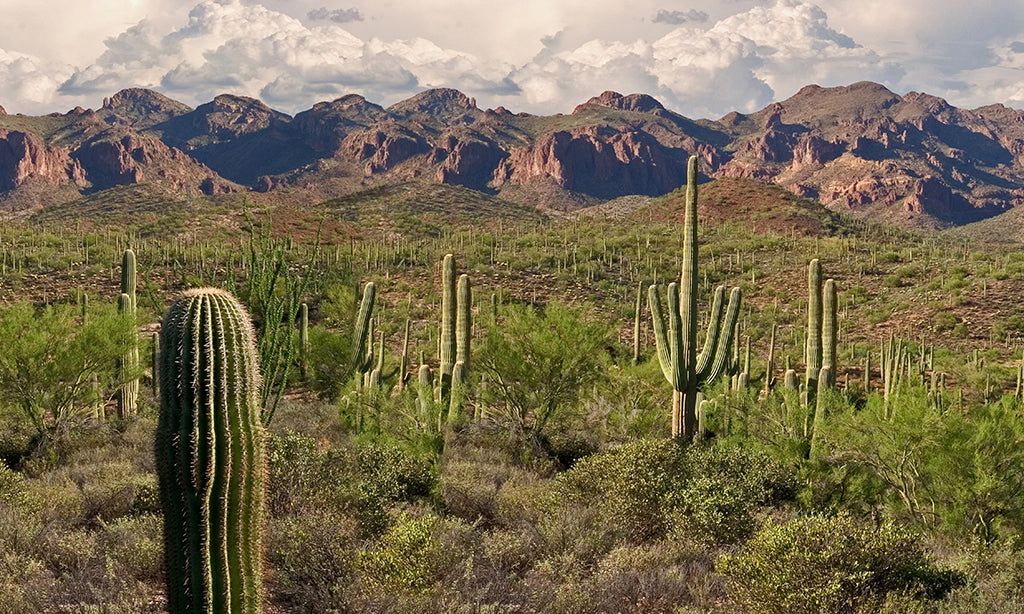 4906, Superstition Solitude, Arizona, Square