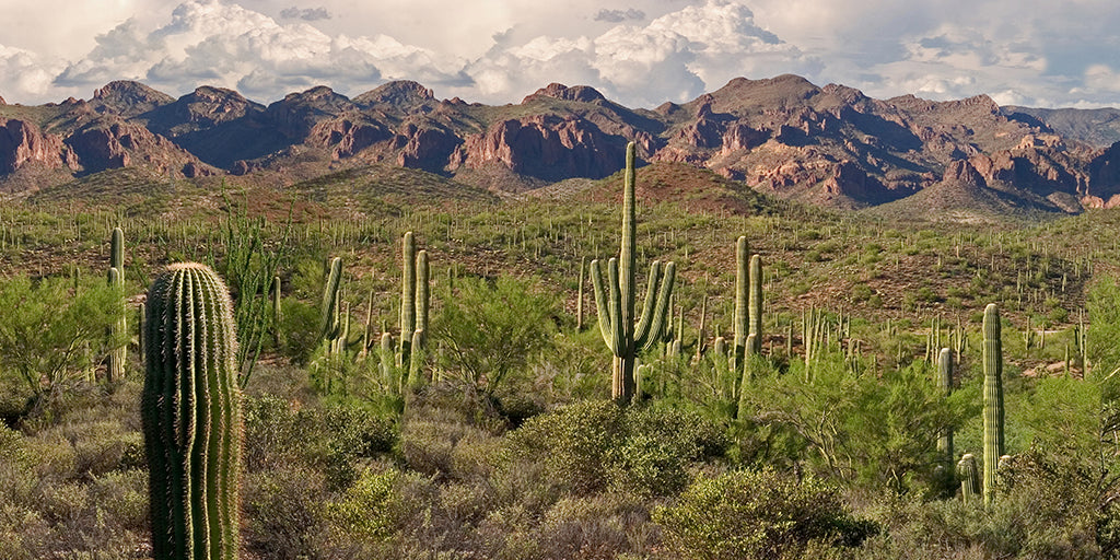 4906, Superstition Solitude, Arizona, Square