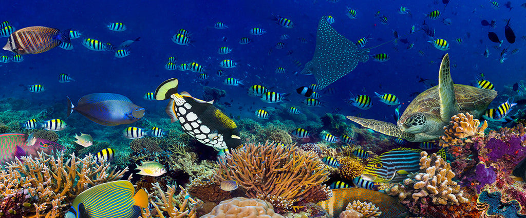 Undersea 1843