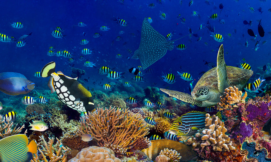 Undersea 1843